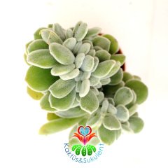 Kemik Sukulent, Echeveria Setosa Cristata 7 cm Saksıda Beyaz Renk Tüylü Yapraklı Sert Kemik Formlu Gövdeli