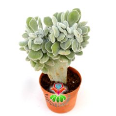 Kemik Sukulent, Echeveria Setosa Cristata 7 cm Saksıda Beyaz Renk Tüylü Yapraklı Sert Kemik Formlu Gövdeli