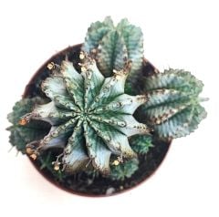 Euphorbia Horrida Snowflake -10,5 cm Saksıda-Yavrulu Halde -Beyaz Renk Katmanlı Kahve Dikenli
