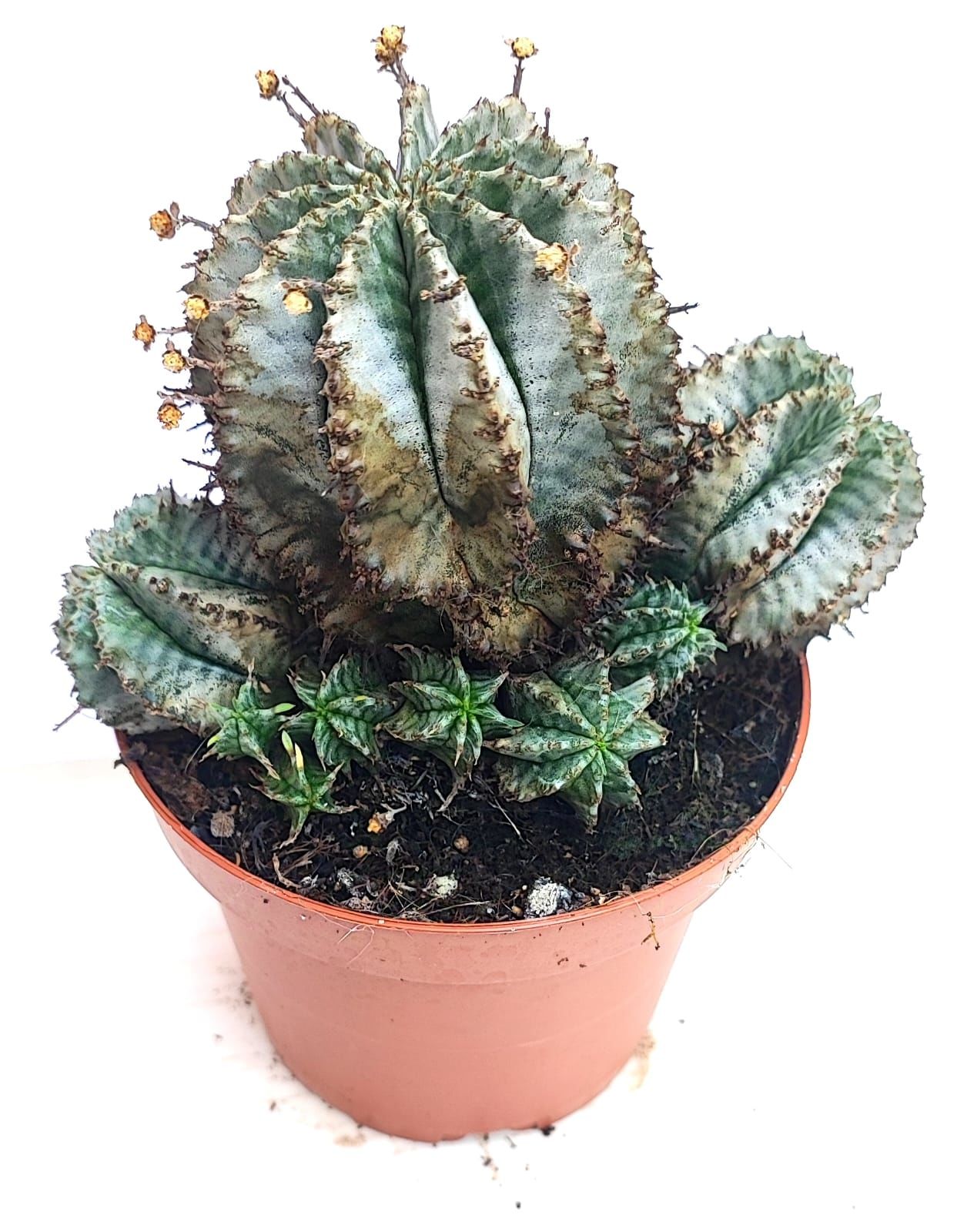 Euphorbia Horrida Snowflake -10,5 cm Saksıda-Yavrulu Halde -Beyaz Renk Katmanlı Kahve Dikenli