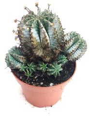 Euphorbia Horrida Snowflake -10,5 cm Saksıda-Yavrulu Halde -Beyaz Renk Katmanlı Kahve Dikenli
