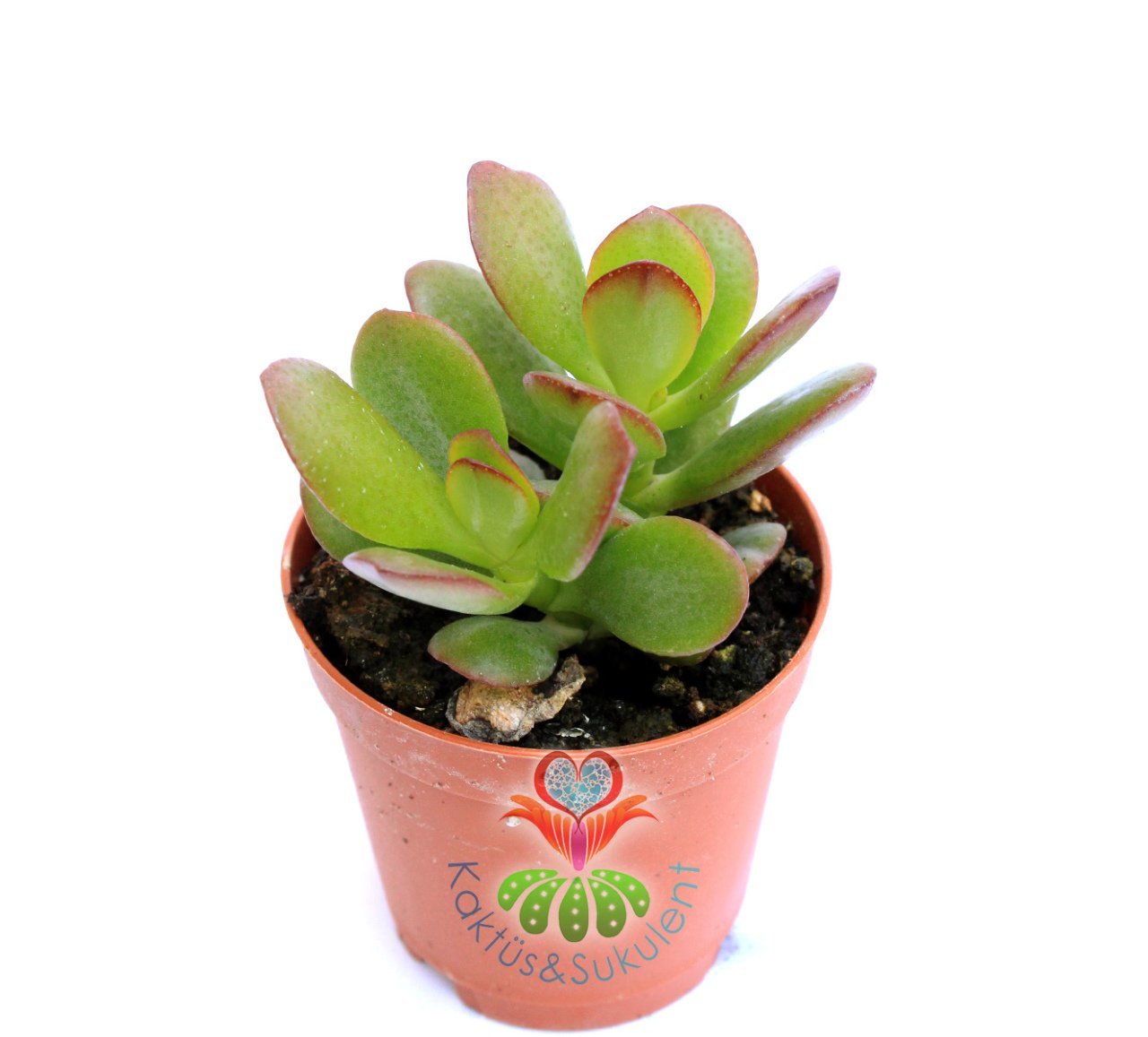 Para Ağacı Küçük Yapraklı-Feng Shui, Crassula Ovata-Şans,Uğur Ağacı 5,5 cm saksıda-Jade Plant, Suku