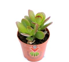 Para Ağacı Küçük Yapraklı-Feng Shui, Crassula Ovata-Şans,Uğur Ağacı 5,5 cm saksıda-Jade Plant, Suku