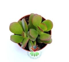 Para Ağacı Küçük Yapraklı-Feng Shui, Crassula Ovata-Şans,Uğur Ağacı 5,5 cm saksıda-Jade Plant, Suku