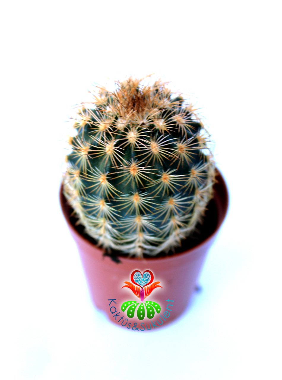 Kaktüs,Echinocereus Bristolii-Mükemmel Mor Renk Çiçek Açar- Özel Tür 5,5 cm Saksıda