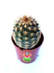 Kaktüs,Echinocereus Bristolii-Mükemmel Mor Renk Çiçek Açar- Özel Tür 5,5 cm Saksıda