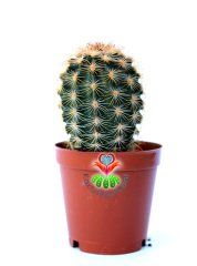 Kaktüs,Echinocereus Bristolii-Mükemmel Mor Renk Çiçek Açar- Özel Tür 5,5 cm Saksıda
