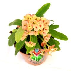 Euphorbia Milii -Turuncu Renk Dikenler Tacı Çiçeği- 8 cm Saksıda -Çiçekli İthal- Büyük Boy