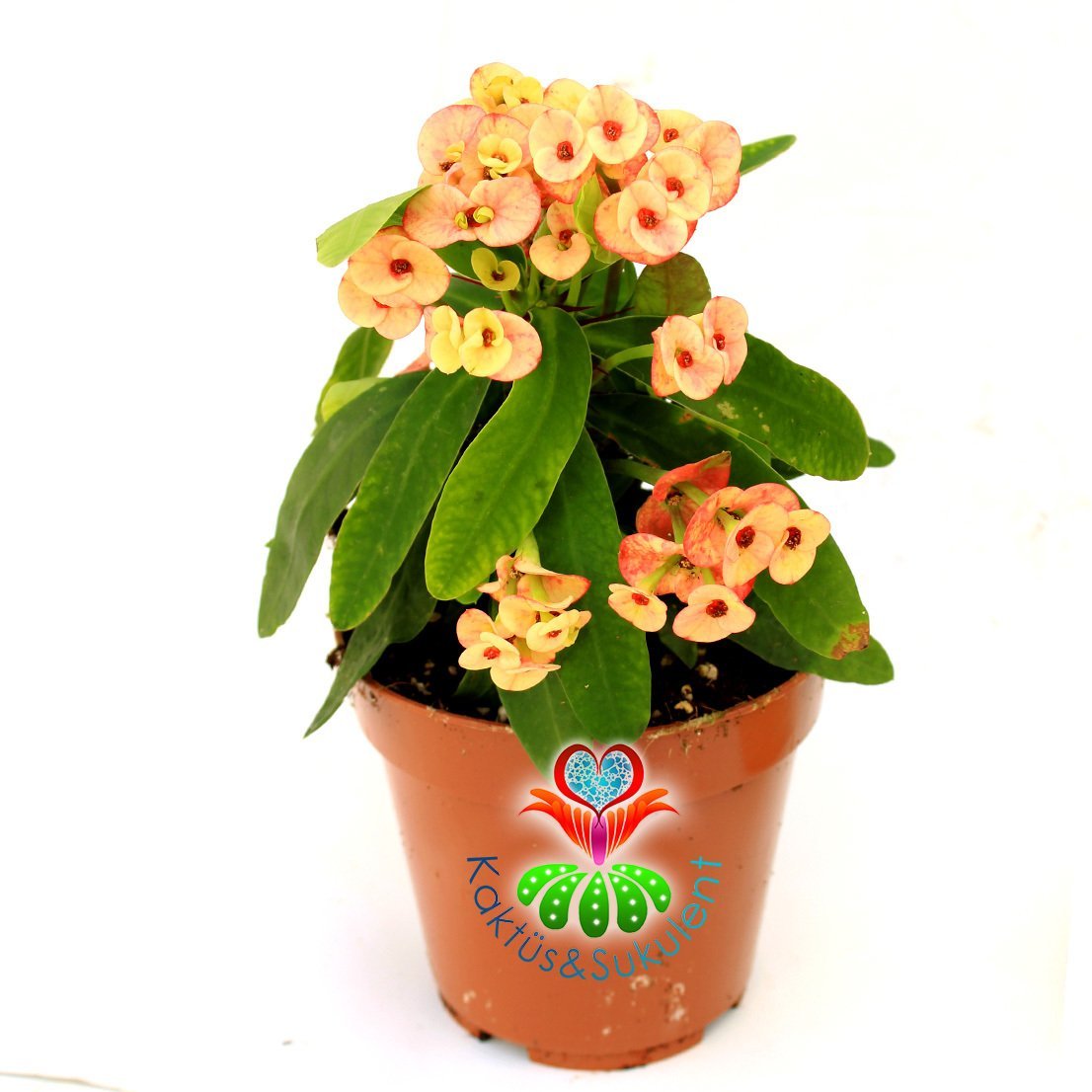 Euphorbia Milii -Turuncu Renk Dikenler Tacı Çiçeği- 8 cm Saksıda -Çiçekli İthal- Büyük Boy