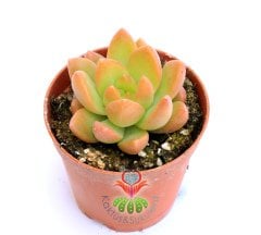 Graptosedum 'California Sunset' Turuncu -Açık Yeşil Renk 5,5 cm saksıda-Teraryum, Kaktus,
