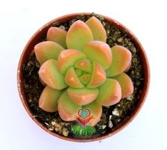 Graptosedum 'California Sunset' Turuncu -Açık Yeşil Renk 5,5 cm saksıda-Teraryum, Kaktus,