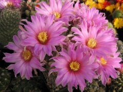 Echinocereus Adustus-Mükemmel Mor Renk Çiçek Açar En az Üçlü Form- Özel Tür 5,5 cm Saksıda