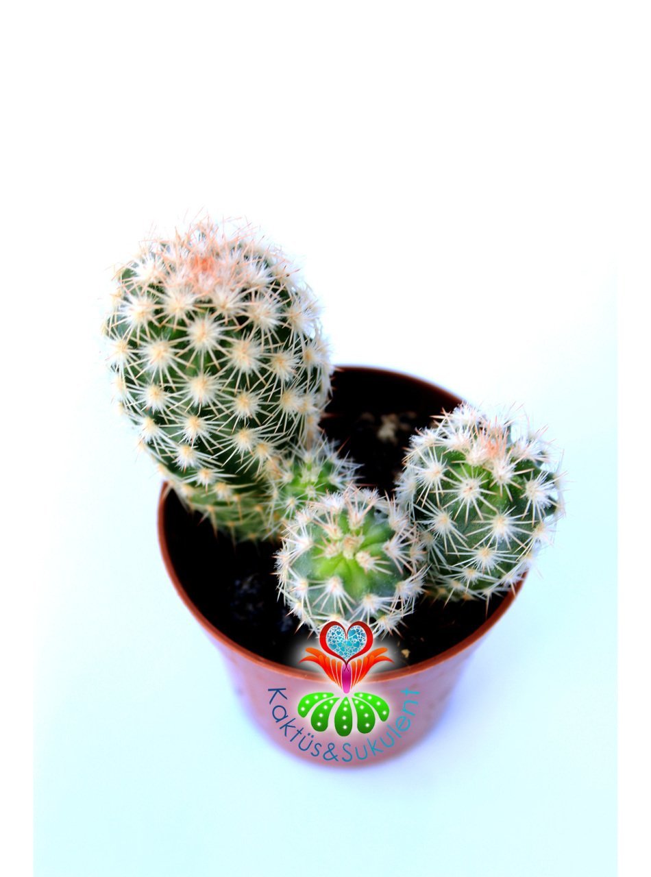 Echinocereus Adustus-Mükemmel Mor Renk Çiçek Açar En az Üçlü Form- Özel Tür 5,5 cm Saksıda