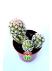 Echinocereus Adustus-Mükemmel Mor Renk Çiçek Açar En az Üçlü Form- Özel Tür 5,5 cm Saksıda
