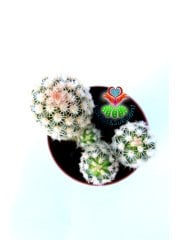 Echinocereus Adustus-Mükemmel Mor Renk Çiçek Açar En az Üçlü Form- Özel Tür 5,5 cm Saksıda