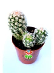 Echinocereus Adustus-Mükemmel Mor Renk Çiçek Açar En az Üçlü Form- Özel Tür 5,5 cm Saksıda