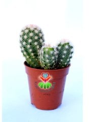 Echinocereus Adustus-Mükemmel Mor Renk Çiçek Açar En az Üçlü Form- Özel Tür 5,5 cm Saksıda