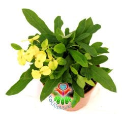 Euphorbia Milii -Büyük Sarı Renk Çiçekli Dikenler Tacı Çiçeği- 12 cm Saksıda -İthal- Büyük Boy
