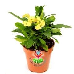 Euphorbia Milii -Büyük Sarı Renk Çiçekli Dikenler Tacı Çiçeği- 12 cm Saksıda -İthal- Büyük Boy
