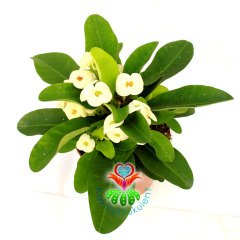 Euphorbia Milii -Büyük Beyaz Renk Çiçekli Dikenler Tacı Çiçeği- 12 cm Saksıda -İthal- Büyük Boy