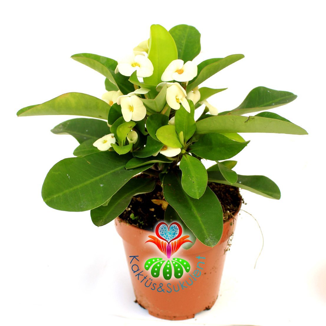 Euphorbia Milii -Büyük Beyaz Renk Çiçekli Dikenler Tacı Çiçeği- 12 cm Saksıda -İthal- Büyük Boy