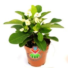 Euphorbia Milii -Büyük Beyaz Renk Çiçekli Dikenler Tacı Çiçeği- 12 cm Saksıda -İthal- Büyük Boy