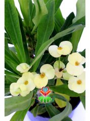 Euphorbia Milii -Büyük Beyaz Renk Çiçekli Dikenler Tacı Çiçeği- 12 cm Saksıda -İthal- Büyük Boy