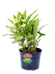 Euphorbia Milii -Büyük Beyaz Renk Çiçekli Dikenler Tacı Çiçeği- 12 cm Saksıda -İthal- Büyük Boy