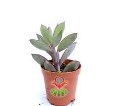 Senecio (Klenia) Crassissimus -Dikey Uçları Mor Yapraklı -5,5 cm saksıda-Teraryum, Kaktus,
