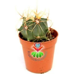 Sıradışı Dikenli Kaktüs, Ferocactus Electracanthus 5,5 cm Saksıda- Uzun İnce Şekilli Dikenli - Hızlı Büyüyen Kaktüs
