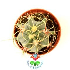 Sıradışı Dikenli Kaktüs, Ferocactus Electracanthus 5,5 cm Saksıda- Uzun İnce Şekilli Dikenli - Hızlı Büyüyen Kaktüs
