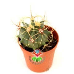 Sıradışı Dikenli Kaktüs, Ferocactus Electracanthus 5,5 cm Saksıda- Uzun İnce Şekilli Dikenli - Hızlı Büyüyen Kaktüs