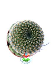 Kaktüs,Rebutia Minuscula- Muhteşem Çiçek Açar-5,5 cm Saksıda-Saksı Dolusu Kaktüs