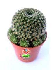 Kaktüs,Rebutia Minuscula- Muhteşem Çiçek Açar-5,5 cm Saksıda-Saksı Dolusu Kaktüs