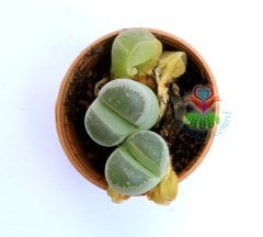 Lithops Olivacea-Yaşayan Taş Kaktüs-Mesemb-Altıntaş-Sarı Renk Çiçek Açar-5,5 cm Saksıda-Litops
