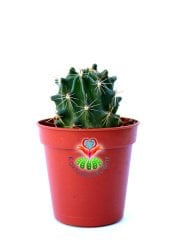 Kaktüs,Ferocactus Macrodiscus-5,5 cm saksılı,Mor Renk Çiçek Açar