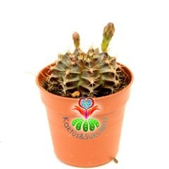 Kaktüs, Gymnocalycium Mihanovichii Friedrichii 5,5 cm Saksıda -Çizgili Farklı Renk Tonlarında -Tomurcuklu