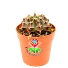 Kaktüs, Gymnocalycium Mihanovichii Friedrichii 5,5 cm Saksıda -Çizgili Farklı Renk Tonlarında -Tomurcuklu