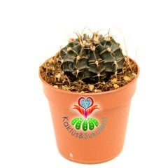 Kaktüs, Gymnocalycium Mihanovichii Friedrichii 5,5 cm Saksıda -Çizgili Farklı Renk Tonlarında -Tomurcuklu