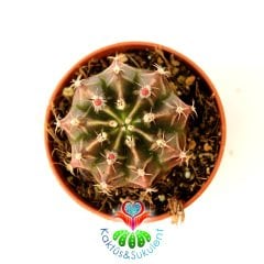 Kaktüs, Gymnocalycium Mihanovichii Friedrichii 5,5 cm Saksıda -Çizgili Farklı Renk Tonlarında -Tomurcuklu