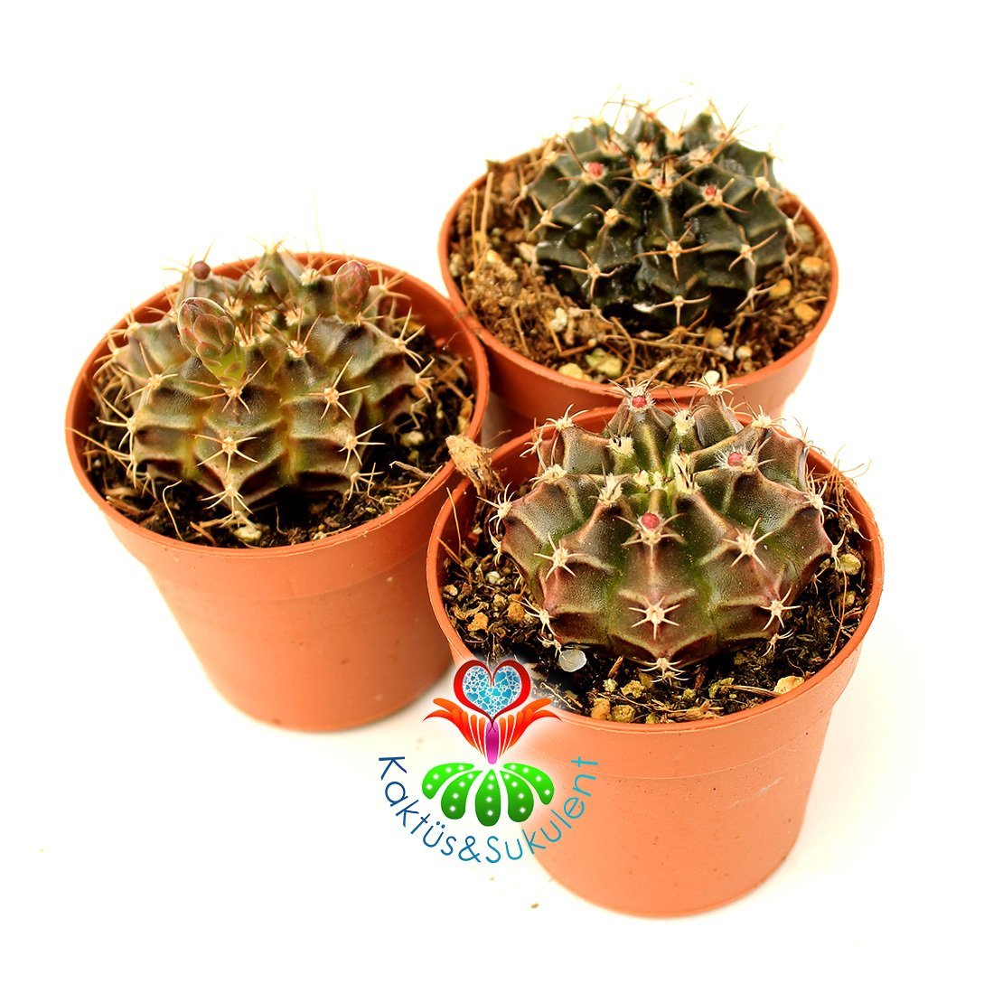 Kaktüs, Gymnocalycium Mihanovichii Friedrichii 5,5 cm Saksıda -Çizgili Farklı Renk Tonlarında -Tomurcuklu