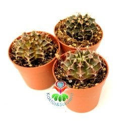 Kaktüs, Gymnocalycium Mihanovichii Friedrichii 5,5 cm Saksıda -Çizgili Farklı Renk Tonlarında -Tomurcuklu