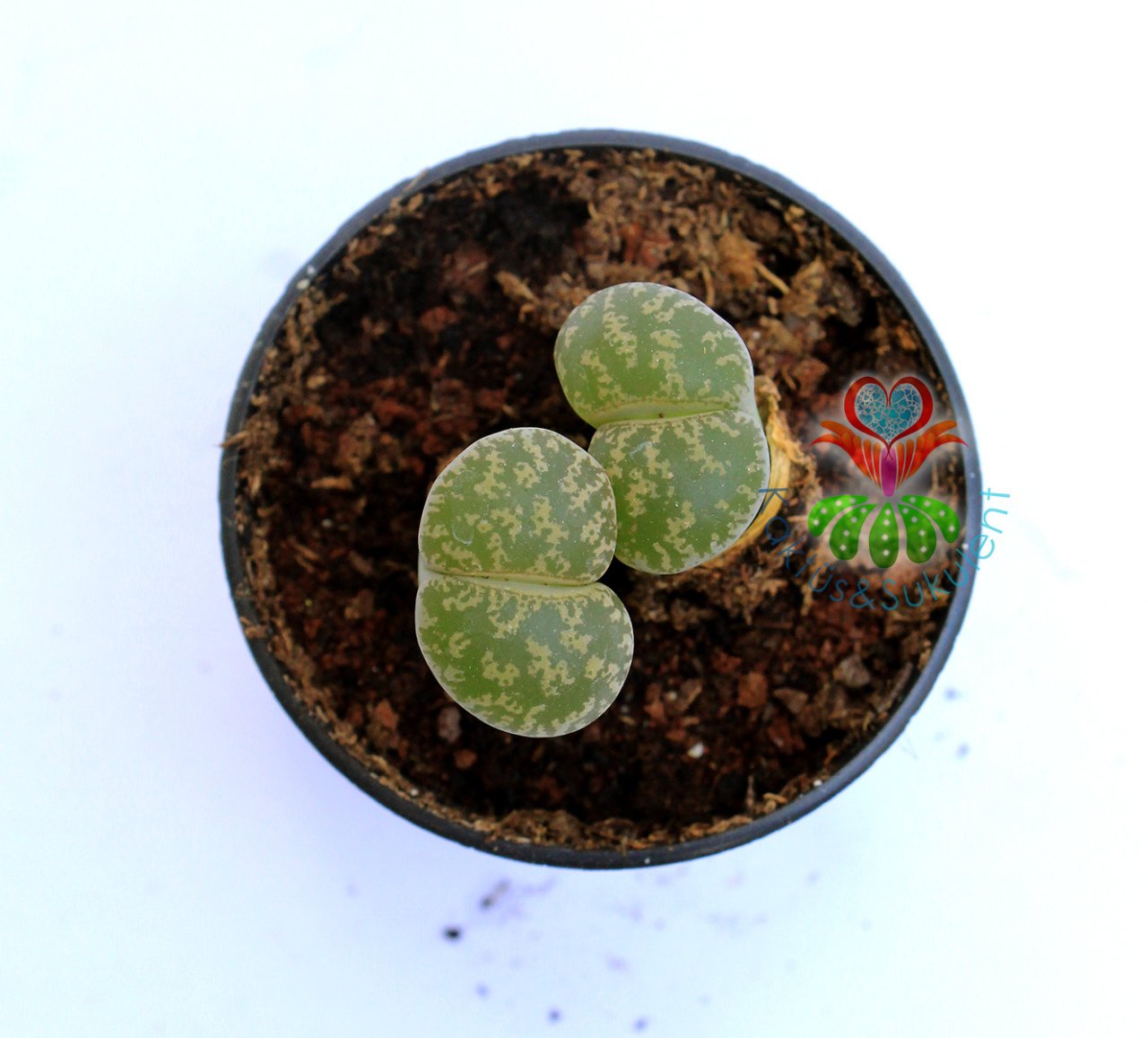 Lithops Leslei Green-Yaşayan Taş Kaktüs-Mesemb-Altıntaş-Sarı Renk Çiçek Açar-5,5 cm Saksıda-Litops
