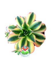Aeonium Decorum Tricolor-Muhteşem Canlı Renkler Yavrulu-8 cm saksıda-Kaktüs