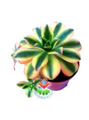 Aeonium Decorum Tricolor-Muhteşem Canlı Renkler Yavrulu-8 cm saksıda-Kaktüs