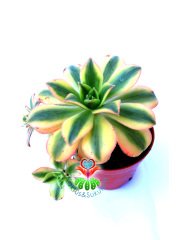 Aeonium Decorum Tricolor-Muhteşem Canlı Renkler Yavrulu-8 cm saksıda-Kaktüs
