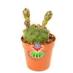 Kaktüs,Gymnocalycium Quehlianum-Kırmızı -Beyaz Renk Çiçek Açar- 1.Sınıf- 5,5 cm saksıda-Sukulent