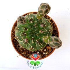 Kaktüs,Gymnocalycium Quehlianum-Kırmızı -Beyaz Renk Çiçek Açar- 1.Sınıf- 5,5 cm saksıda-Sukulent