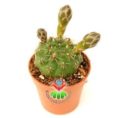 Kaktüs,Gymnocalycium Quehlianum-Kırmızı -Beyaz Renk Çiçek Açar- 1.Sınıf- 5,5 cm saksıda-Sukulent