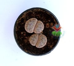Lithops Bromfieldii-Yaşayan Taş Kaktüs-Mesemb-Altıntaş-Sarı Renk Çiçek Açar-5,5 cm Saksıda-Litops